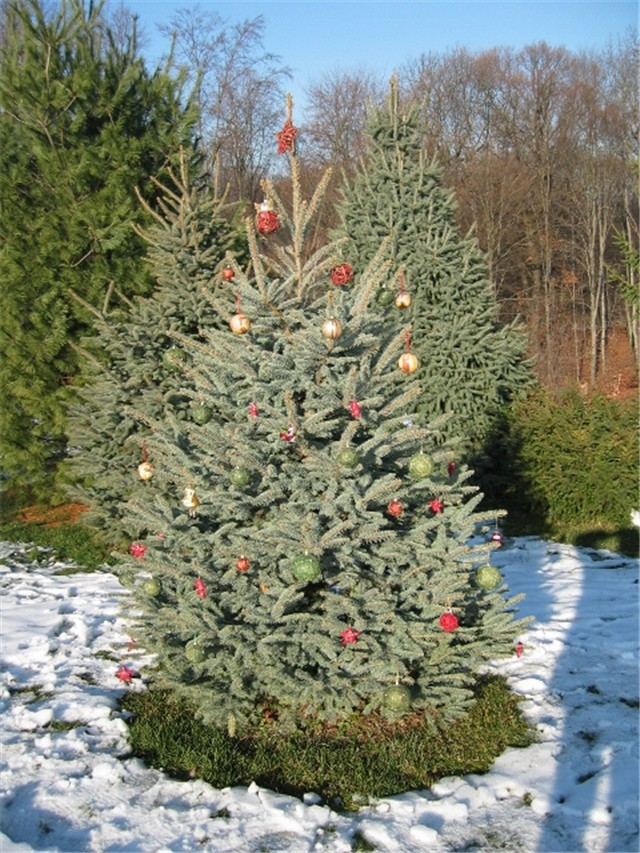 Okičeni 